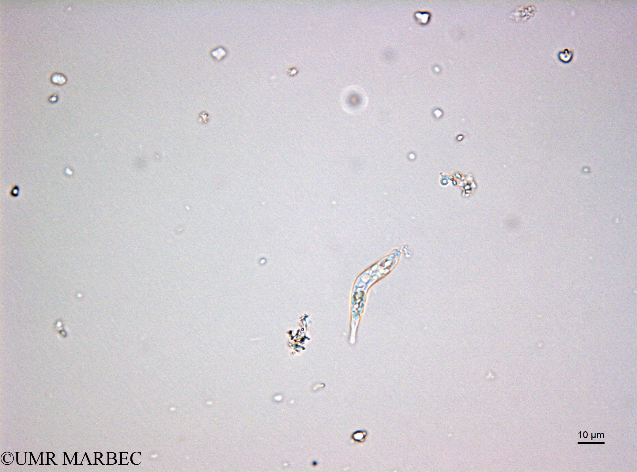 phyto/Bizerte/bizerte_lagoon/RISCO February 2015/Eutreptiella braarudii (ancien Lagune_T5_CW3_Eutreptiella160204_001_ovl-2).tif(copy).jpg